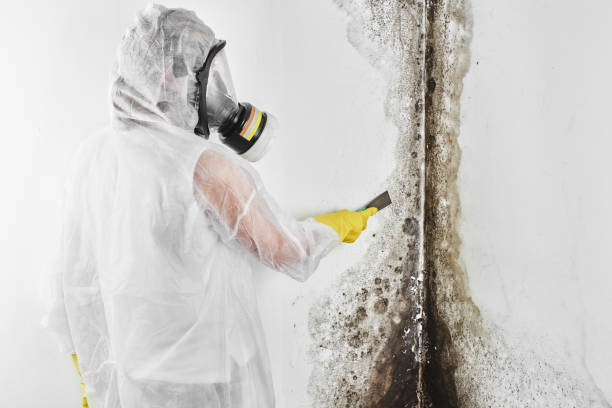 Best Asbestos and Lead Testing During Mold Inspection  in Oneonta, AL